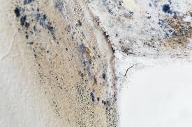 Why You Should Choose Our Mold Remediation Services in Tamalpais Homestead Valley, CA